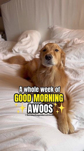 Cheerful Awoo Compilation: Start Your Day with These Heartwarming Howls