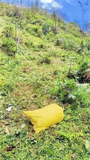 Smart Farmer's Genius Trick : Rolling Corn Bags Down the Hill