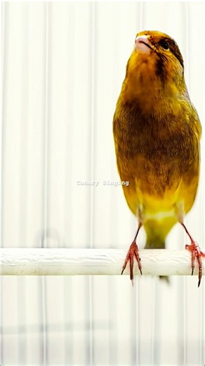Powerful canary singing | Canary Singing #canarysinging #galerikenariindonesia #kenari3in1 #kenari