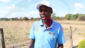 By Effie Mphande Small Scale farmers in rural Zimbabwe have started seeing poultry farming as a business venture. Through the help of the Food and Agriculture Organisation (FAO), farmers have formed groups to rear poultry. | ZNBC Today