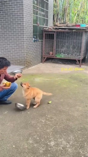 thú cưng 🦮🐕‍🦺 chó-dog