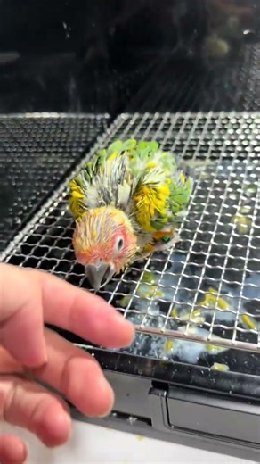 Escaped My Shell: Xiao Qi's Journey Begins