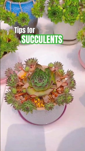 Succulent Care for Beginners 🌵 TOP Quick Tips You NEED to Know!