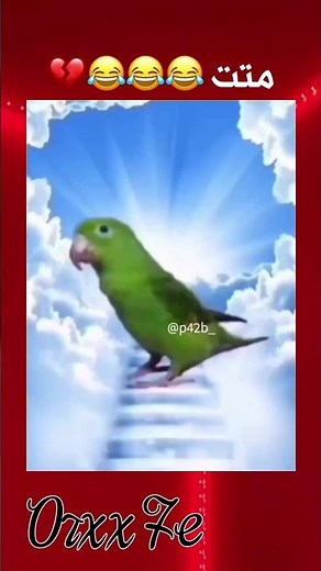 Ave Maria Parrot Clap Meme Children Of The Sky