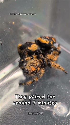 Here's the results... 😯 #jumpingspider #spider
