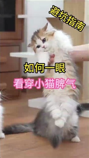 Cat Selection Guide! How to tell a kitten's temperament at a glance? #Pets #ScientificPetRaisingT...