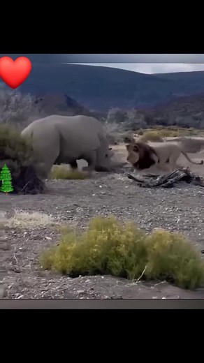 Best Wildlife Camera Shots | Wild Wonders