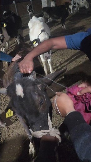 #dehorning # سینگ کیسے ختم کرتے ہیں#complete procedure#wire#cow #trending