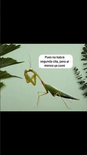 Por qué las Mantis se comen a los machos? 🤔😱 #naturaleza #biologia #biologo #mantis