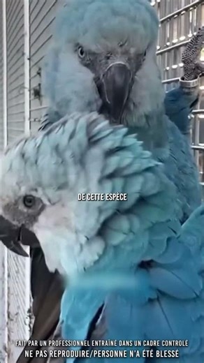 😳 How a cartoon saved a species…