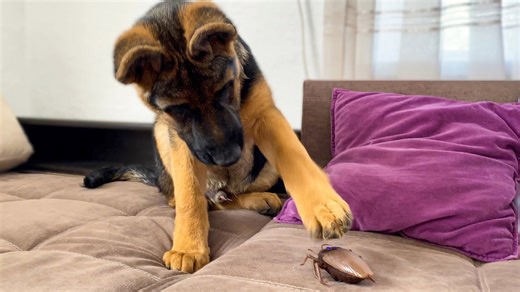 German shepherd puppy investigates a suspicious cockroach