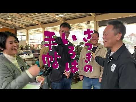 【さつき 盆栽】定番＆人気品種・樹の選び方【初めてのさつき盆栽】