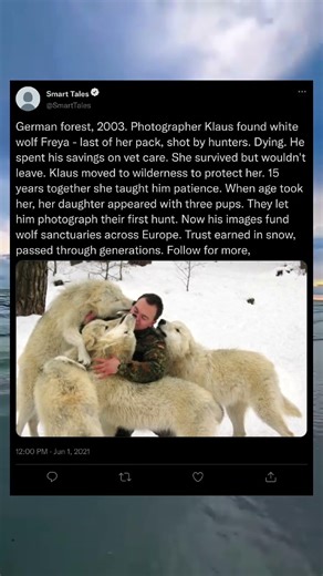 Why This Wolf Trusted Only One Human 🐺🤍 #wildlife #emotional #viral