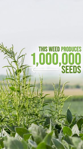 Did you know this about Waterhemp and Palmer Pigweed? | Ag PhD