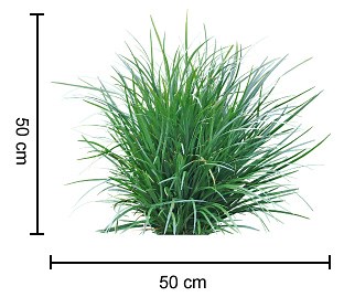 JUST RIGHT® Liriope is a more uniform evergreen landscape plant | Strappy Leaf Plants