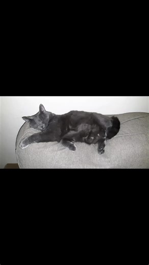 Momma lazy Camelina Faith aka CamCam ....She knows how to Sunday right #genx #cat #catmom #indiana #lazycat