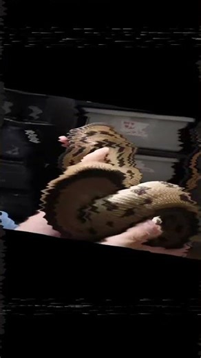 We love these ball pythons! #reptiles #ballpythonmorph #ballpython #snake #pets #breeding #exotic