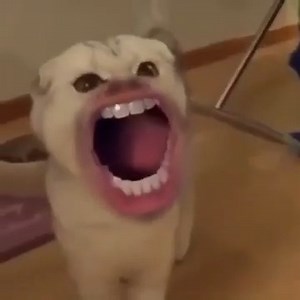 5.5K views · 48 reactions | Silly Cats with Human Mouths#funnyanimalsvideos #cutecat #funnyanimals #shorts #funnyanimalstoday #funnyanimalpics #catsoftiktok #cats #funnyanimalmoments #funnyanimalvideos #cat #funnycats #cuteanimals #funnyreactions #funnyanimalmemes #funnycatpics #funnycatsmeow #reels #funnyanimal #reelsfbシ #funnyanimalsclips #funnycat #FunnyCats #funnyreelsdaily #catlife #Reels #funnyreels #fypviralシ #dog #viralvideo | Funny Animals Uk | Facebook