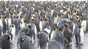 King Penguins Gold Harbour South Georgia Stock Footage Video (100% Royalty-free) 1025964314 | Shutterstock