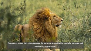 10 Fascinating Lion Behaviors During Mating Season