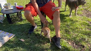 💖💖💖 SNUG BUG 💖💖💖 Most people seem to think Snuggie is a boy. In fact…. she’s a little girl. A very reactive little girl, with a nasty temper & sharp teeth!!!! Today is a special day. Yesterday she completed the 10 days of strict “containment” after hip surgery. And today marks the beginning of being free range & the start of lots of exercise (to gain strength in her one only back leg). The leg is still incredibly fragile, but we are determined to help with recovery & ensure she loses weigh