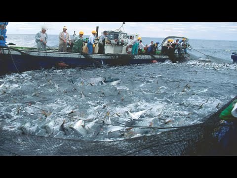Amazng Trawl net fishing videos - Fishing Boat Catch a Lot of Fish
