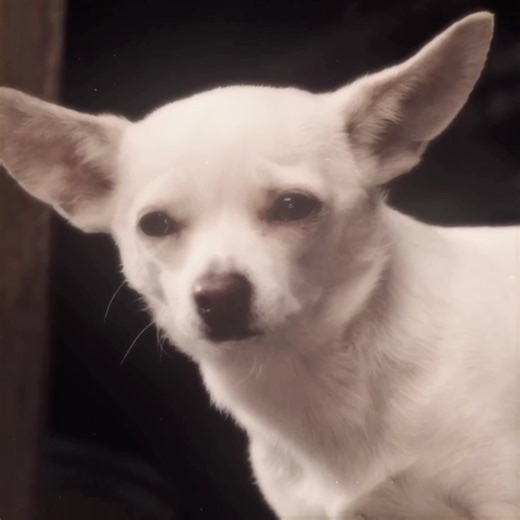 Beverly Hills Chihuahua: A Charming Adventure