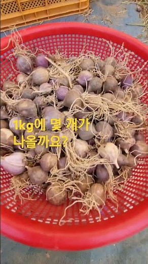 홍산마늘 종구1kg 갯수?