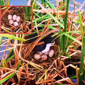 763K views · 10K reactions | White - breasted waterhen Birds Mother Bird Laying So Many Eggs in Middle of Lake | Natural Bird Check | Facebook