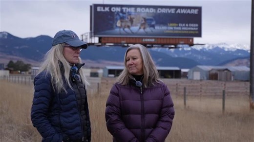 New billboards warn Highway 191 drivers about elk crossings in high-collision area | Center for Large Landscape Conservation