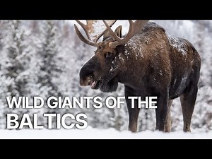 Matsalu Moose: Wild Giants of the Baltics | Baltic wildlife documentaries