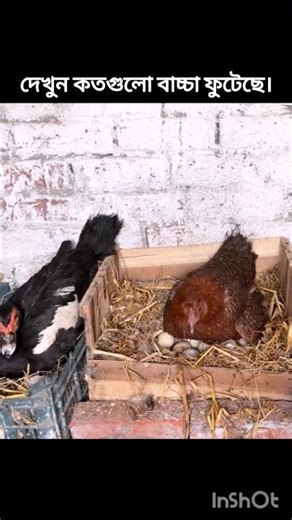 মুরগি ও হাঁসের বাচ্চা ফুটেছে ১৪৫ টি ! 😲 | Chicken egg hatching process | #shorts #backyardpoultry