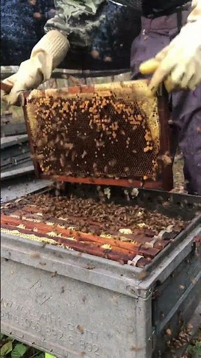 Fresh Honey Harvest 🍯 | Raw Honeycomb Cutting & Pure Extraction #Shorts