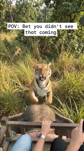Have you seen a wild tiger this close on safari? 🐯 #Tiger #India