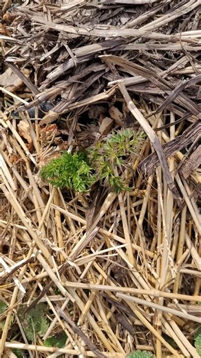 I replanted some carrots in November, and they are still alive in January. | Midwest Gardener
