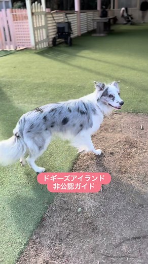 ドギーズアイランドでの楽しい日帰り旅行