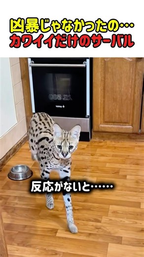 Aren't serval cats supposed to be ferocious? This super cute, hungry serval cat (lol) #cat #kitty...