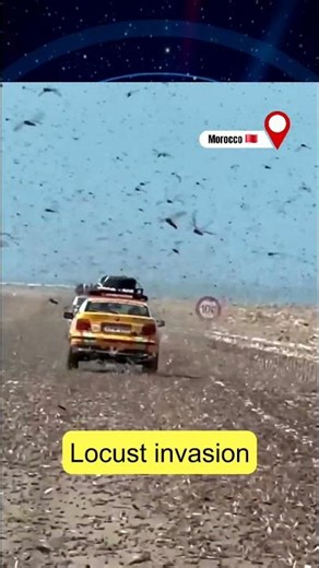 Massive Locust Attack in Western Sahara! 🦗😱 #LocustSwarm #WesternSahara #Nature #Shorts #Boujdour