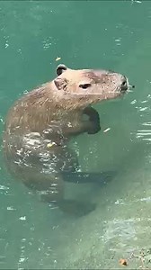 Die Capybaras im Zoo Karlsruhe genießen es, viel Zeit im Wasserteil zu verbringen. | Zoologischer Stadtgarten Karlsruhe