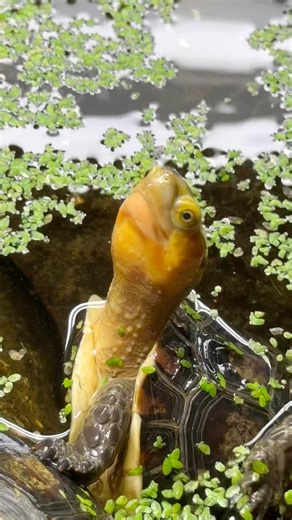 Chinese box turtle! 🐢🐢 #boxturtle#turtle#farm#tortoise#homestead#zoo#aquarium#reptile#conservation