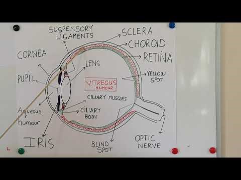 Grade 12 Life Science. Structure of human eye