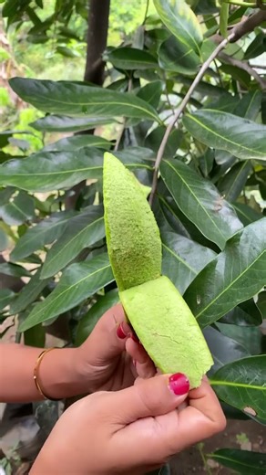 Alpukat Aligator #alpukat