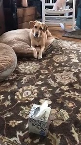 Congratulations to Maggie and her owner Kathi for winning the Pat's Prize Pets contest! #patsprizedpets http://nbc4dc.com/mEhWK85 | NBC Washington