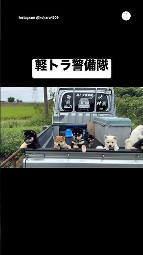 軽トラから警備する柴犬の子犬たちが可愛すぎる💕 #柴犬 #子犬 #犬 #いぬ #可愛い犬