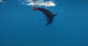 Dolphin close up swimming underwater in blue ocean. Dolphin family underwater