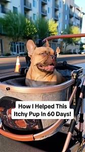 Pet parents often ask me what really works for itchy dogs. I’ve seen firsthand the impact of PetLab Co.’s Probiotic Chews. Within 60 days, this sweet pup was scratching less and finally enjoying life again. | PetLab Co.