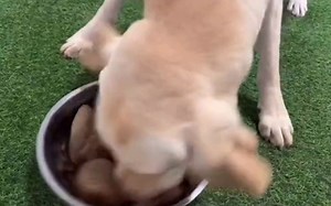 狗狗进食太快怎么办 狗狗吃饭太快怎么纠正训狗视频