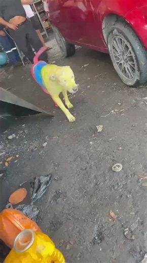 #foryou #latri @La Tri 🇪🇨 no harán pintar el perro por las huevas 😒 vamos Ecuador 🇪🇨 💪🏻