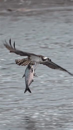 Sam Rino on Instagram: "Osprey catching a huge gizzard shad fish 🐟 in the rain !! 🌧️ I remember filming that day I got completely soaked !! Thank god for insurance on my equipment 😂Thankfully the weather sealing on the lens and camera worked as intended 😁To me it’s always worth shooting in the rain for me as there is something magical about it imo !! I also love how the clouds defuse the light and creates a dark mood in the video !! Please check out my YouTube channel link in my profile and 