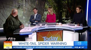 White tail spiders have a frightening reputation for eating flesh and even causing limbs to fall off, but are these myths true? #9Today | TODAY
